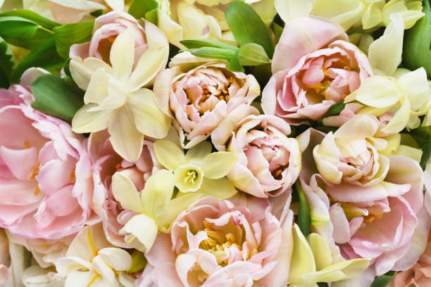 istock Blossoming white and light pink tulips and spring flowers festive background, bright springtime bouquet floral card 1400420843