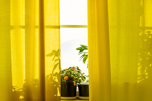 Growing houseplants in pots. Window with yellow curtains and flowers in sun. Home plant - impatiens. Spring lifestyle atmosphere at home.