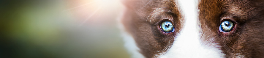 Detail of young border collie dog eyes wide banner. Copy space for you text and dogs eye on right side.
