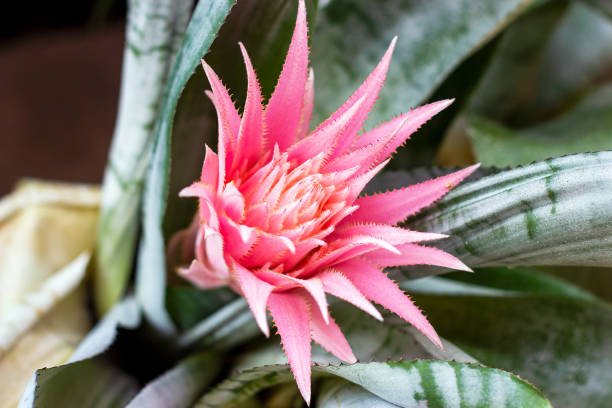 Bright pink tropical Aechmea Fasciata Baker blossoming flower on green leaves background in summer Bright pink tropical Aechmea Fasciata Baker blossoming flower on green leaves background in summer. aechmea fasciata stock pictures, royalty-free photos & images