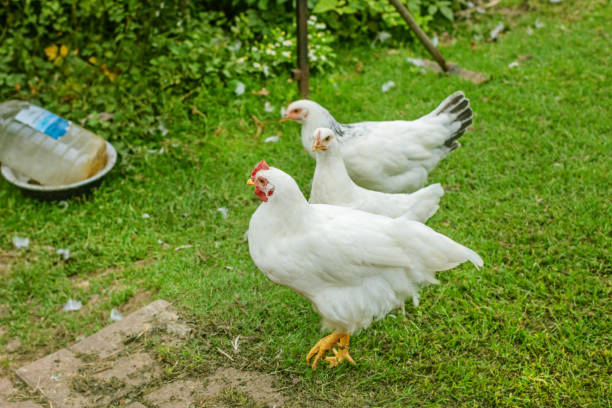istock White chickens in yard on green grass 1400422064