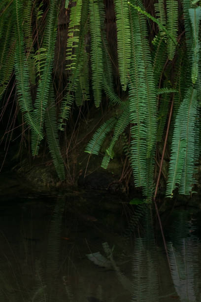 matorrales de helechos verdes sobre el agua - water rainforest frond tropical climate fotografías e imágenes de stock