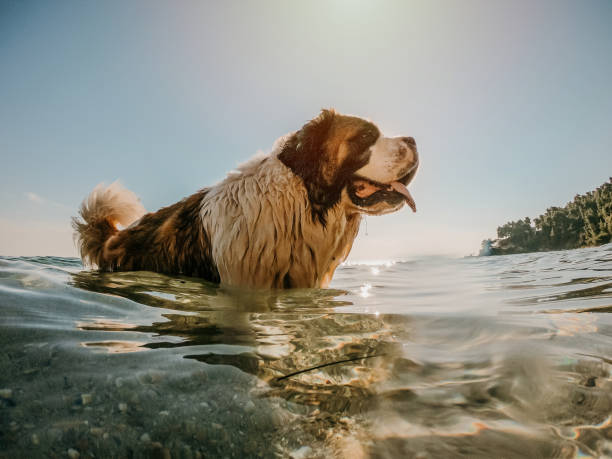 perro de vacaciones  - saint bernard fotografías e imágenes de stock