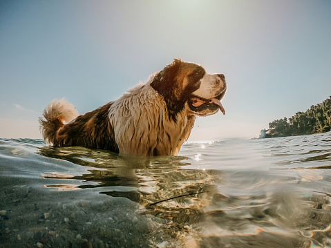 Saint Bernard dog standing in Aegean sea, on a sunny day in Greece.