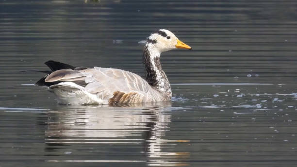 bar-headed goose (Anser indicus) bar-headed goose (Anser indicus) bar headed goose anser indicus stock pictures, royalty-free photos & images