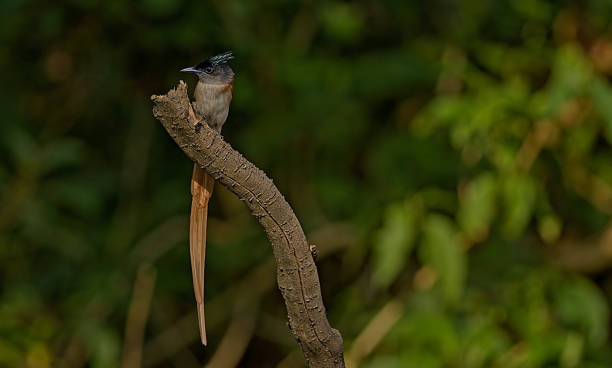 Indian paradise flycatcher (Terpsiphone paradisi) Indian paradise flycatcher (Terpsiphone paradisi) eutrichomyias rowleyi stock pictures, royalty-free photos & images