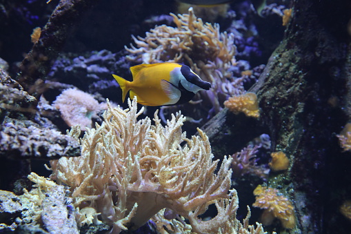 Brightly colored tropical fish, mostly tangs and clownfish, anemones and corals in a salt water aquarium.