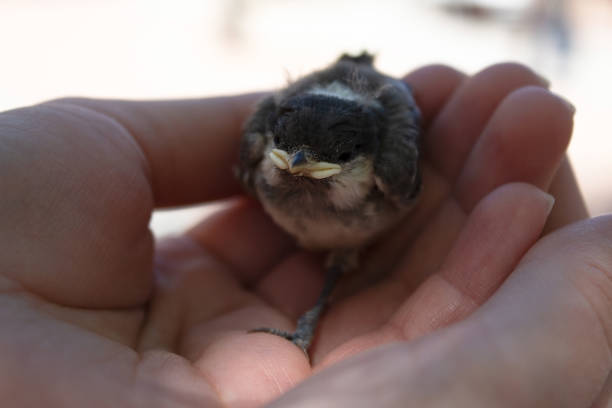 sparrow chick fell out of the nest