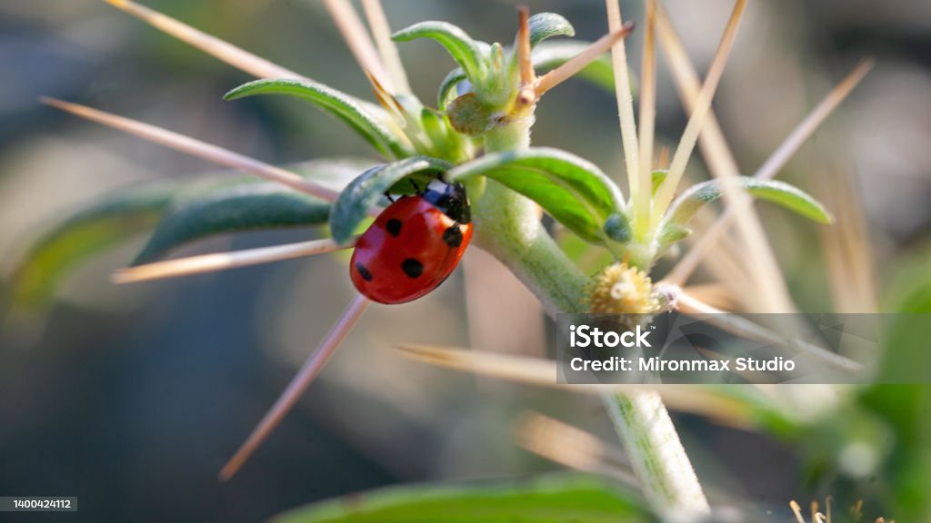 Cactus Ladybug Lady Bug In Cactus Thorns Stock Photo - Download Image Now - Animal ...