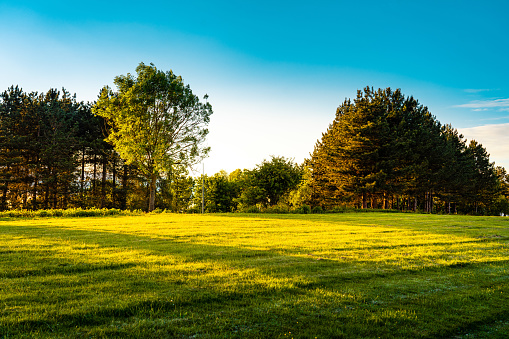 Green grass field in park