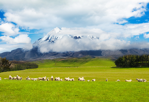 Beautiful landscape of the New Zealand - hills covered by green grass with herds of sheep with a mighty volcano Mt. Ruapehu covered by snow behind.  New Zealand