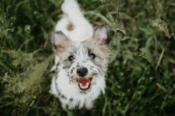 jack russell chiot avec des fraises de bardane sur le visage sur l’herbe verte - cocklebur photos et images de collection