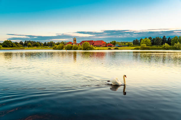 Swan in Caldecotte Lake at sunset, Milton Keynes, UK