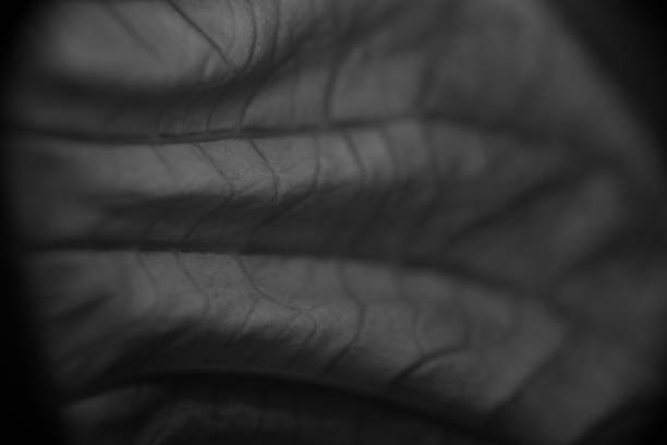 istock Poinsettia Leaf Veins 1400426854