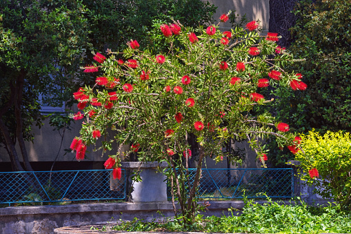 Flowering bush of Callistemon viminalis (Melaleuca viminalis, Weeping Bottlebrush) with bright red flowers