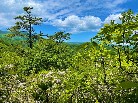 Flame Azalea Blooms Blue Ridge Mountains Roan Highlands State Park on Appalachian Trail