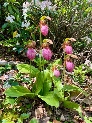 Lady Slippers - Flower