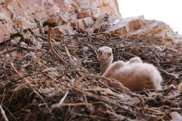 SMALL GRIFFON VULTURE  CUP  WAITING FOR FOOD FROM ITS MOTHE