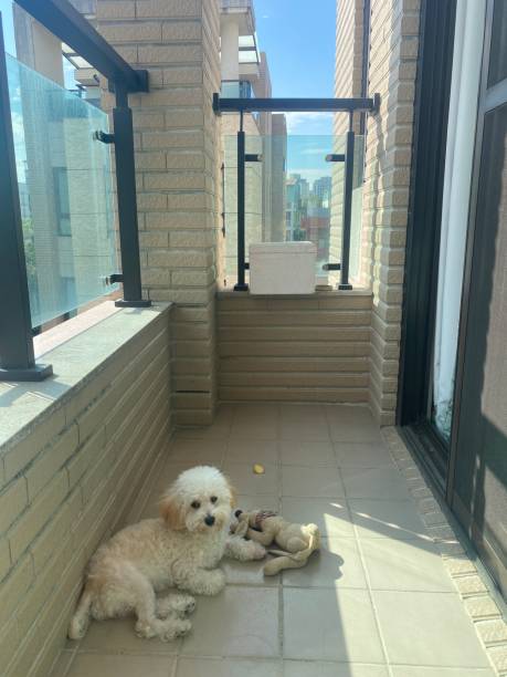 istock White Poodle Dog Resting on Balcony 1400429499