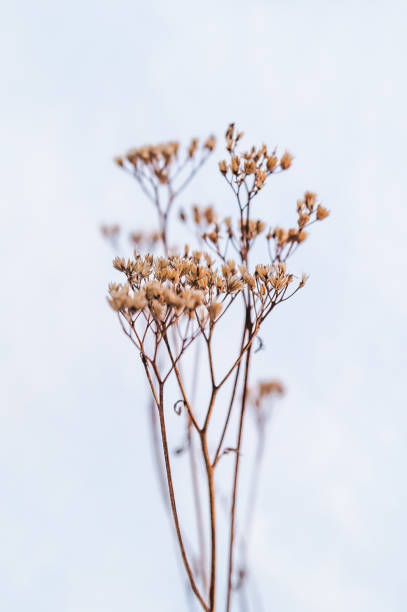 pianta di ombrella secca nella neve - branch dry defocused close up foto e immagini stock