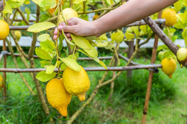 istock Woman's hand holding fresh lemon in the garden. Copy space background 1400432679