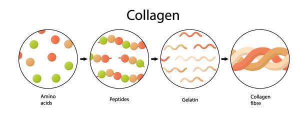 aminokwasy, peptydy, kolagen. ilustracja medyczna w stylu kreskówki. - peptide stock illustrations