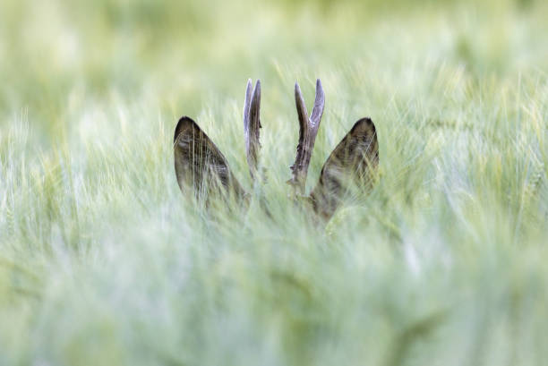 nascondere il capriolo - orecchio di animale foto e immagini stock