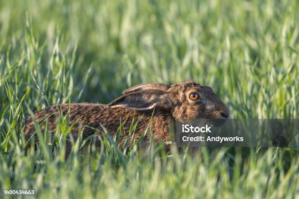 European Hare Stock Photo - Download Image Now - Agricultural Field, Agriculture, Alertness