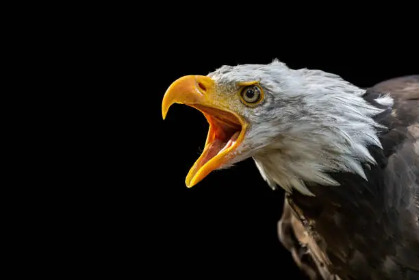 Calling bald eagle (Haliaeetus leucocephalus) against a black background.