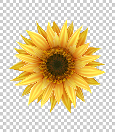 Bright realistic sunflower with yellow petals and dark middle with seeds closeup isolated on transparent background. Decoration for design with three dimensional yellow summer flower.