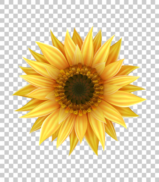 3D realistic yellow sunflower isolated on transparent background Bright realistic sunflower with yellow petals and dark middle with seeds closeup isolated on transparent background. Decoration for design with three dimensional yellow summer flower. sunflower stock illustrations