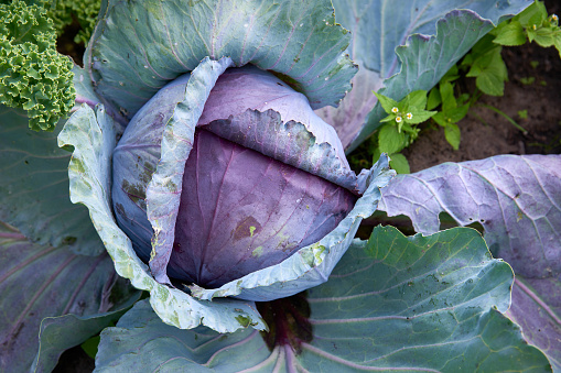 A cabbage ready for harvest in the field.