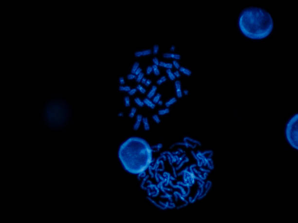 istock Chromosomes under fluorescence microscope, fluorescence in situ hybridization technique, Human chromosomes from blood 1400435691