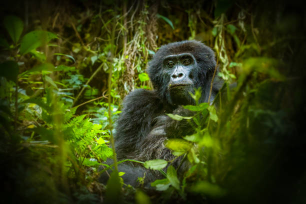 portrait d’un gorille de montagne (gorilla beringei beringei), bwindi impenetrable forest national park, ouganda. - gorilla safari animals wildlife photography photos et images de collection