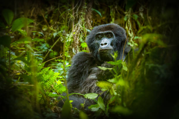 ritratto di un gorilla di montagna (gorilla beringei beringei), bwindi impenetrable forest national park, uganda. - gorilla safari animals wildlife photography foto e immagini stock