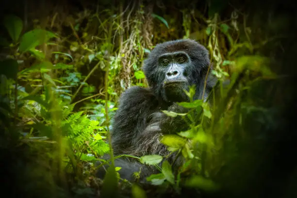 Portrait of a mountain gorilla (Gorilla beringei beringei), Bwindi Impenetrable Forest National Park, Uganda.  Horizontal.