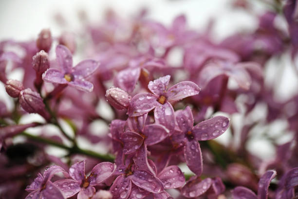 wet lilac flowers after the rain