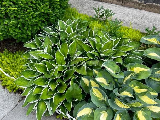 Hosta in garden with weeds