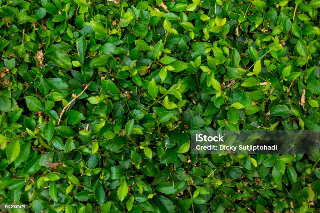 A Green and Restful Foliage Texture A green and restful foliage texture taken from a decorative plants on a regularly maintained private garden. Abstract Stock Photo