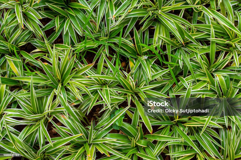 Sharp-Pointed Green and White Foliage Texture Sharp-pointed grass with green and white foliage texture found on a yard of an office tower in South Jakarta. Abstract Stock Photo