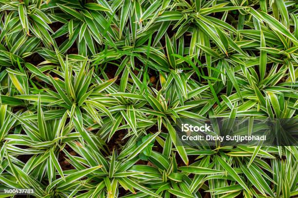 Sharppointed Green And White Foliage Texture Stock Photo - Download Image Now - Abstract, Arrangement, Arranging