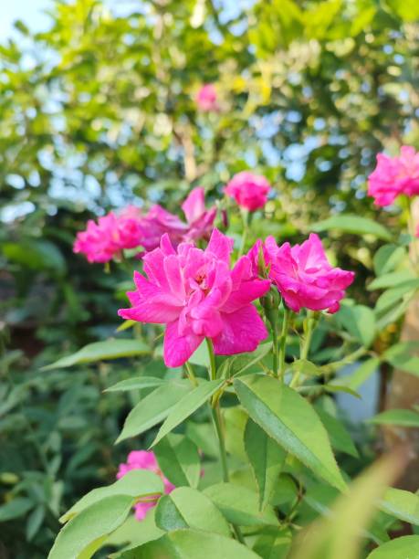 istock Red roses look beautiful with green leaves 1400438577