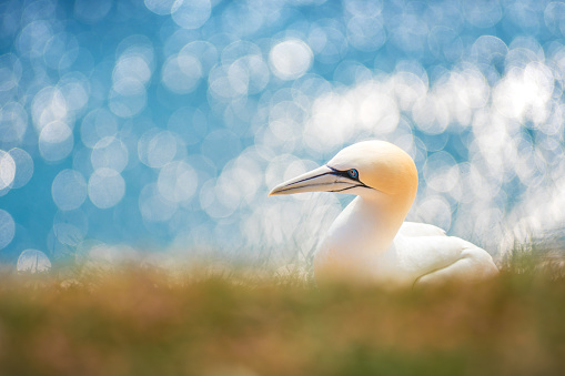 Gannets by the sea