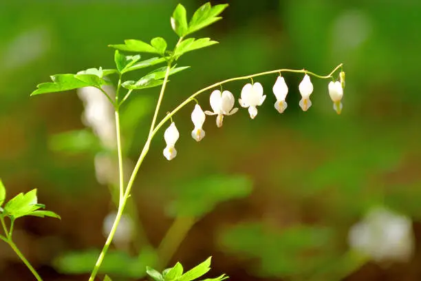 Dicentra spectablis ‘Alba’ bears elegant arching wands of heart-shaped, pristine white flowers with protruding white petals, which dangle above the fern-like foliage of fresh green leaves. This plant in the heath family (Ericaceae) is in bloom from late spring to early summer.