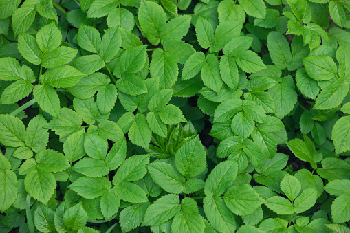 Ground elder (Aegopodium podagraria) leaves in spring, used as a vegetable or herb.