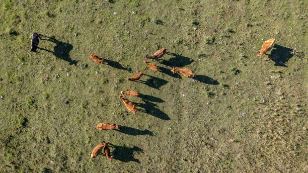 istock Cattle in a grassland with wind farms 1400441231