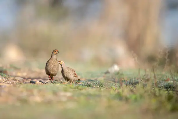 Photo of Grey francolins feeding in morning