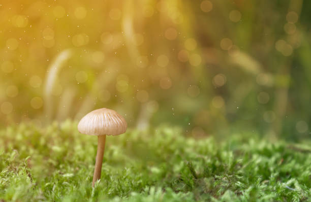 istock Little mushroom on moss, natural wallpaper 1400442428