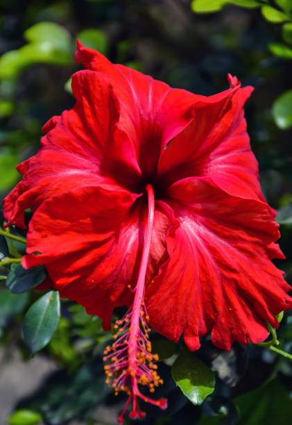 Beautiful hibiscus rosa-sinensis flowers or joba flower grown in the garden. Bloomed red Chinese hibiscus, china rose or rose mallow flower in shoeblack plant. Beautiful hibiscus rosa-sinensis flowers or joba flower grown in the garden. Bloomed red Chinese hibiscus, china rose or rose mallow flower in shoeblack plant. rosa chinensis stock pictures, royalty-free photos & images