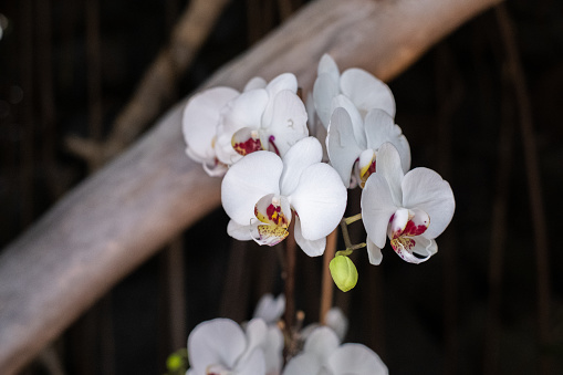 Beautiful flowers of exotic orchids, of different types on their branches. Tenerife, Canary Islands, Spain